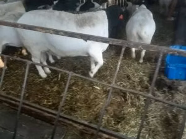 Bélier, Dorper sheep