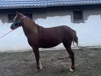 فرس, Welsh Cob — الصورة 3