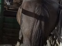 Jument, Chevaux — photo 2
