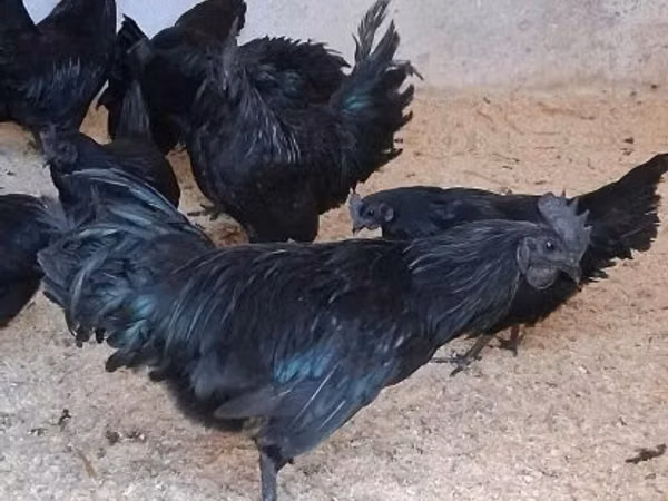 Ayam Cemani