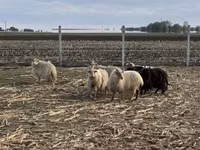 نعجة, Racka sheep — الصورة 1