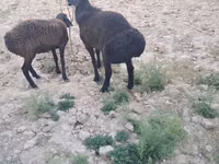 كبش, الأغنام — الصورة 8