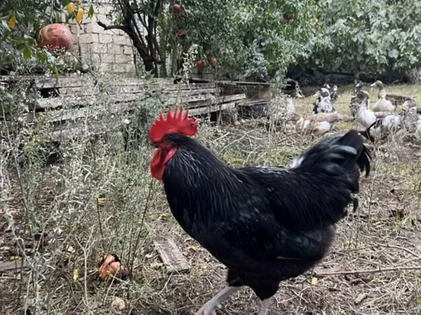 Chickens