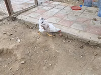 وياندوت — الصورة 4