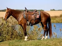 Stute, Rocky Mountain Horse — Foto 2