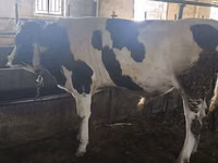 Toro, Simmental cattle — foto 7