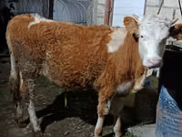 गाय, Simmental cattle — फ़ोटो 2