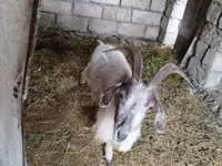 Goat, Goats — photo 3