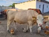 母牛, Red Steppe Cow — 照片 3