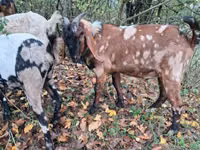बकरा, Nubian Goat — फ़ोटो 2