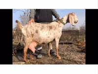Boucs, Kamori goats — photo 3