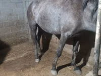 Mare, Budyonny horse — photo 2