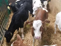 Bovins (lot, sexe non indiqué), Simmental cattle — photo 4