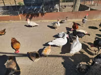 Domestic Muscovy — photo 2