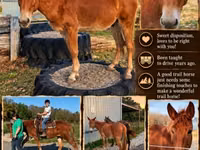 Cheval, Mule — photo 1