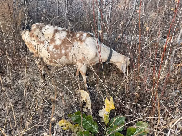Goat, Nubian Goat