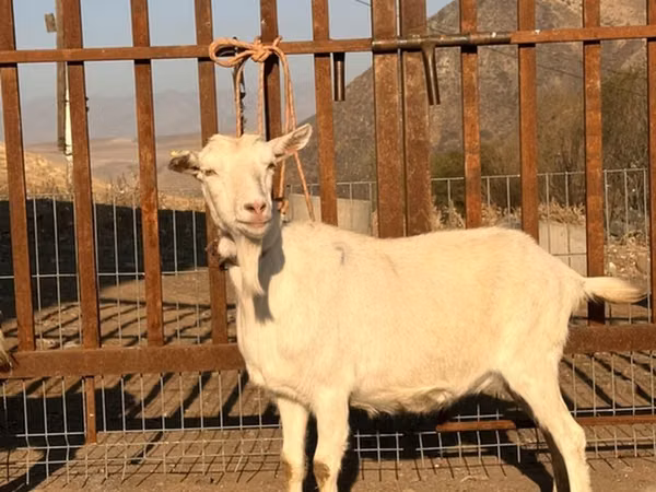 Chèvre, Saanen goat