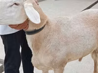 Widder, Aland sheep — Foto 1