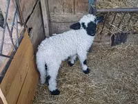 公羊, Wallis Country sheep — 照片 3
