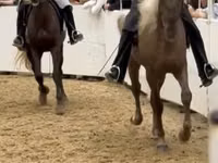 Cheval, Rocky Mountain Horse — photo 2