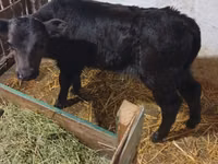 母牛, Red Steppe Cow — 照片 2