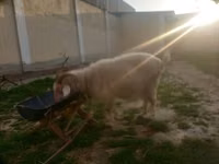 母山羊, Irish goat — 照片 2