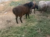 Bélier, Rhon sheep — photo 1