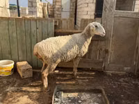 Schafe (Partie, Geschlecht nicht angegeben), Kazakh fat-tailed coarsewool sheep — Foto 1