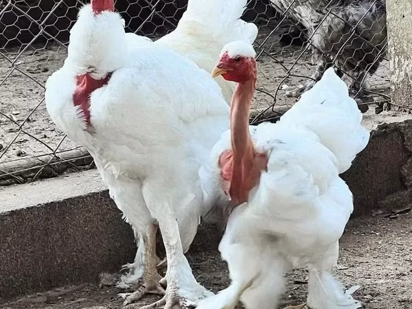 Turkeys