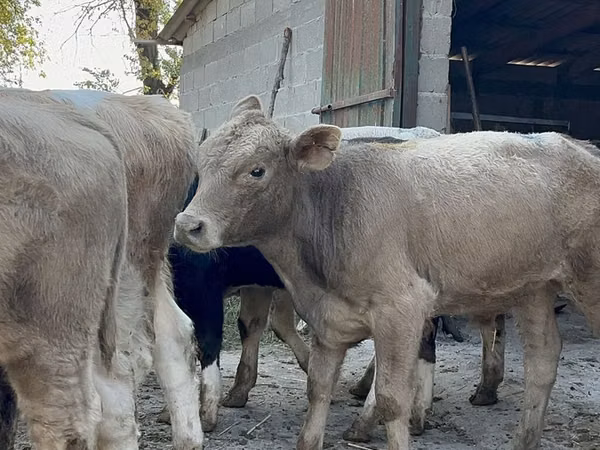 Taureau, Swiss cattle