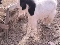 Ziege, Angora goats — Foto 2