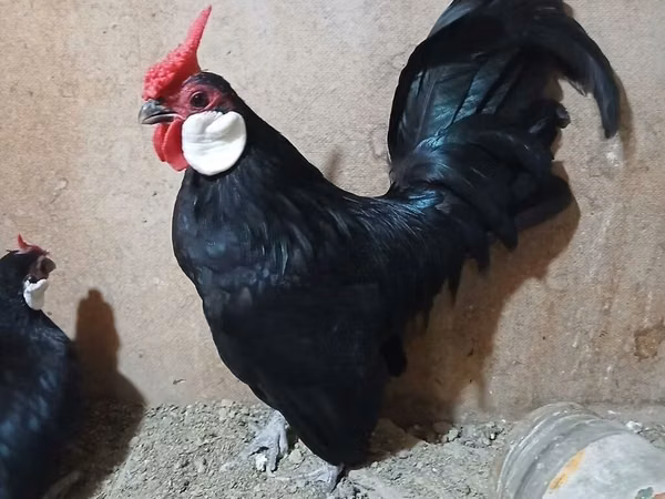 मिनोरका
