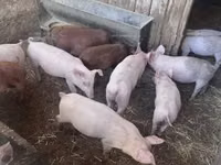 सूअर (लॉट, लिंग निर्दिष्ट नहीं) — फ़ोटो 3