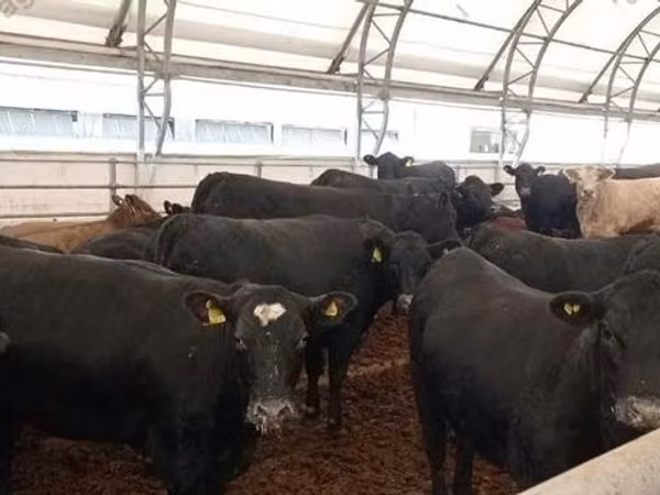 牛只（批次，未指定性别）, Aberdeen-Angus