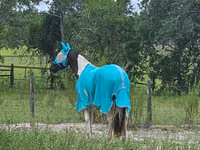 公马, American paint horse — 照片 7