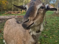 Cabra, Alpine goat — foto 2