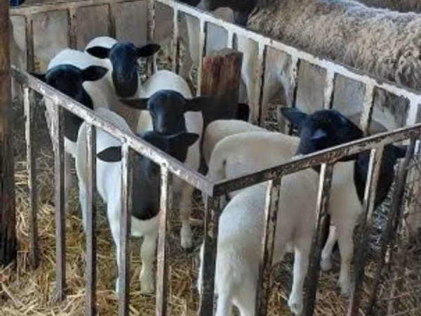 Bélier, Dorper sheep