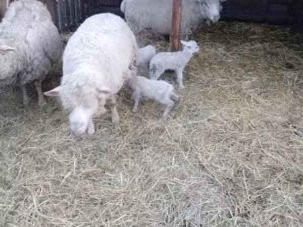 Schaf, Merino sheep