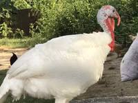Turkeys — photo 2
