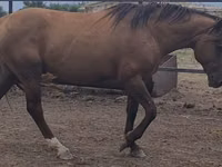حصان, Kushum Horse — الصورة 3