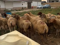 母羊, Apsheron sheep — 照片 2