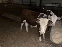 Taureau, Vache rouge danoise — photo 7