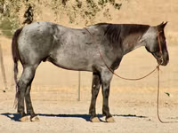 公马, Quarter Horse — 照片 1