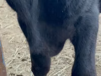 Bulle, Aberdeen-Angus — Foto 3