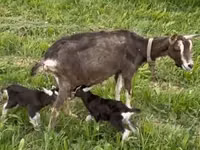 公山羊, Toggenburg goat — 照片 5