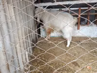 Boucs, Russian White goat — photo 2