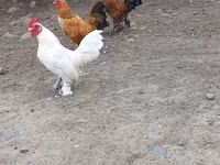 Chickens — 照片 1