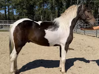 公马, American paint horse — 照片 1