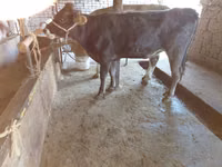 Vache, Russian Black pied cattle — photo 3