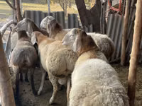 Ram, Arashan sheep — photo 3